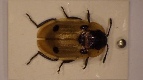 Réf. 275 426 : Dendroxena quadrimaculata